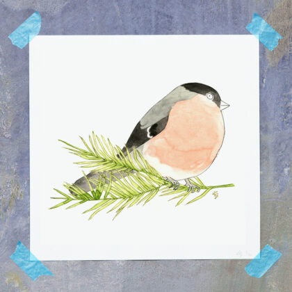 Bullfinch Songbird Art Print