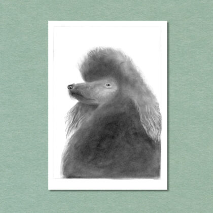 Black Poodle Postcard