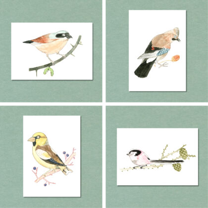 Songbird Postcard Set No.4