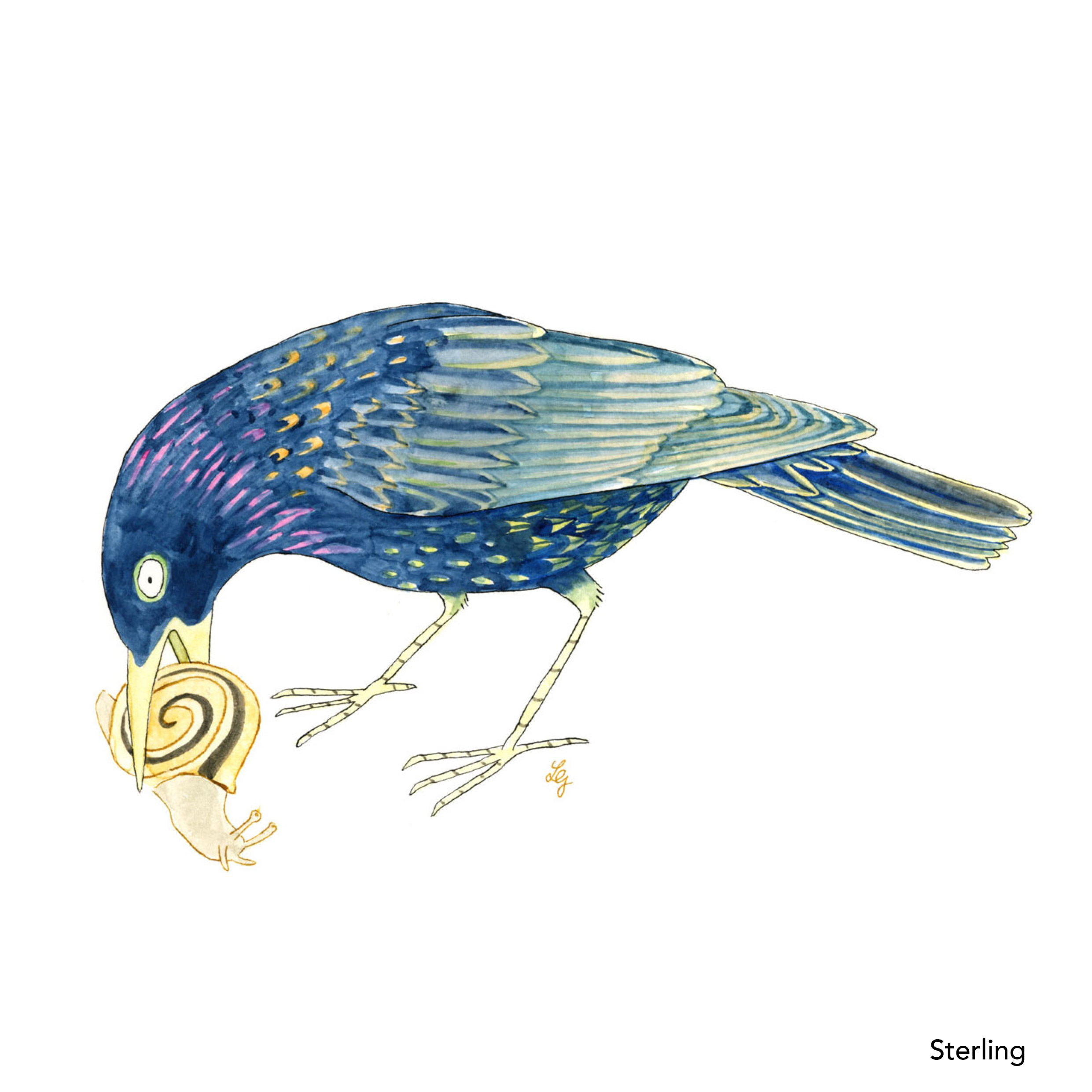 Songbird Postcard Set No.1 - Image 3