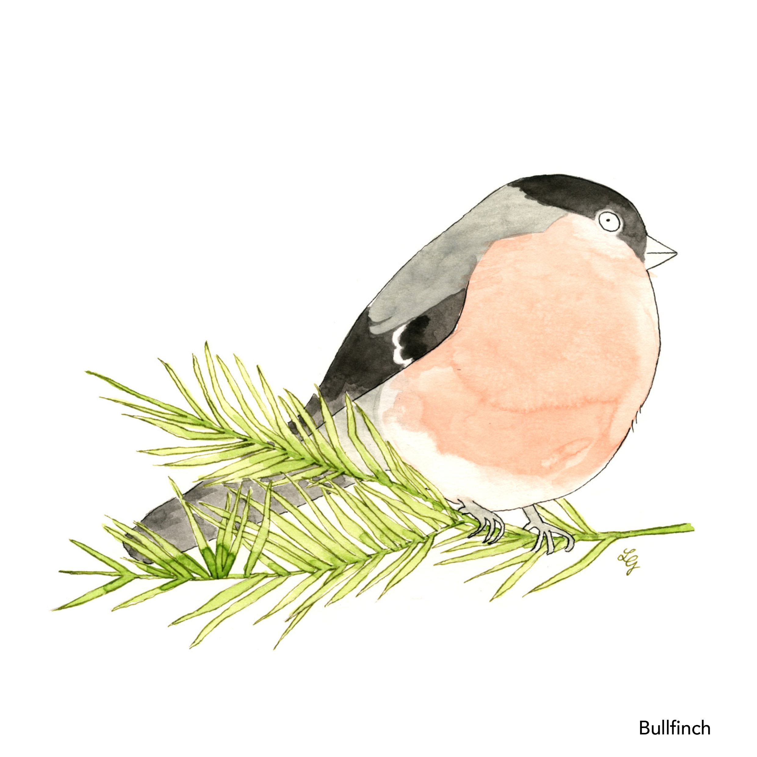 Songbird Postcard Set No.1 - Image 4