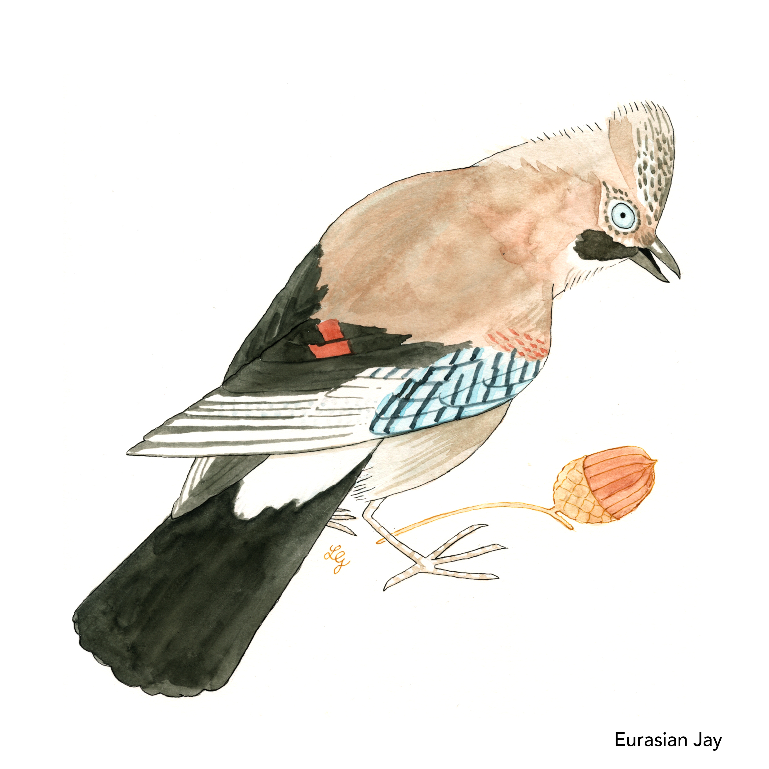 Songbird Postcard Set No.4 - Image 3