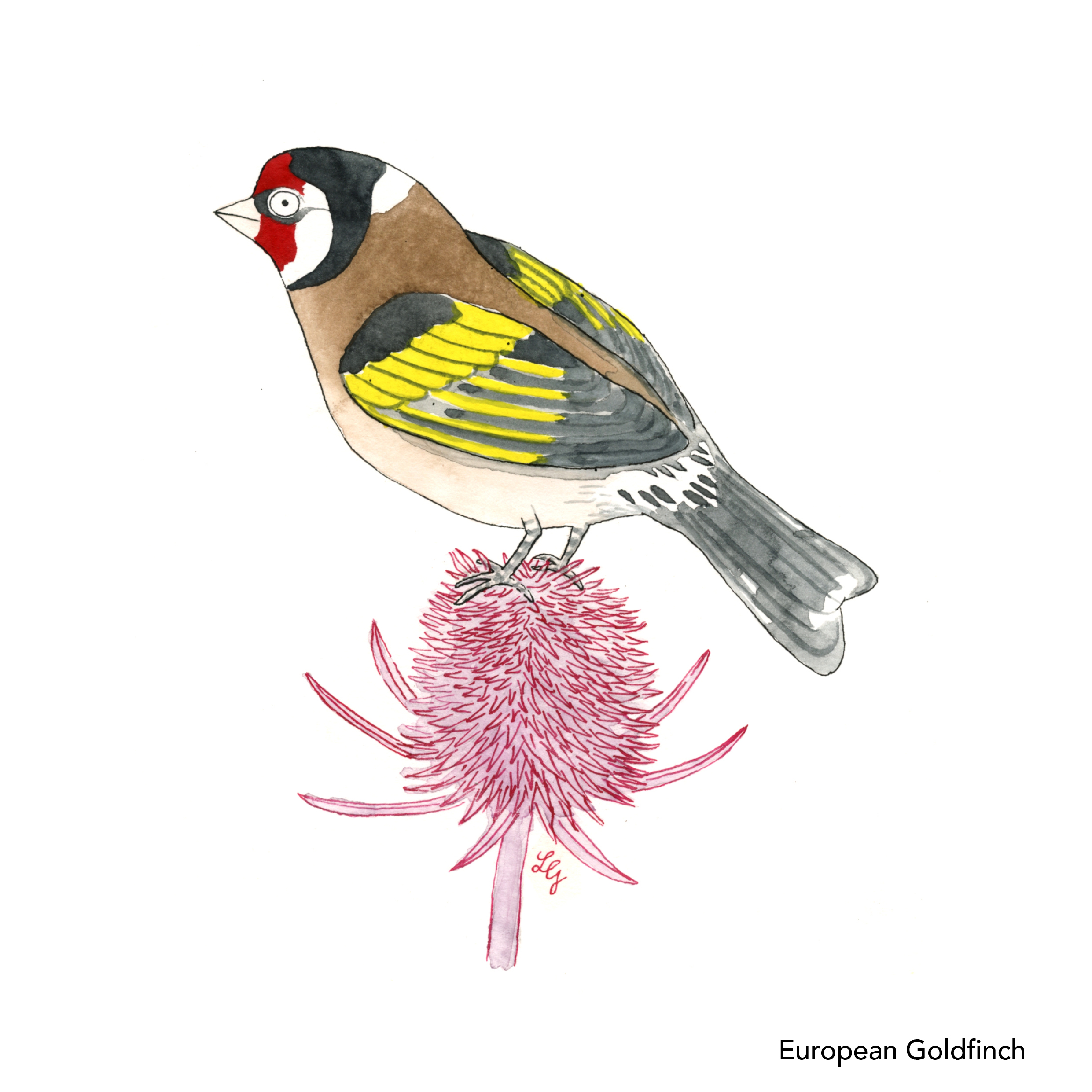 Songbird Postcard Set No.1 - Image 2