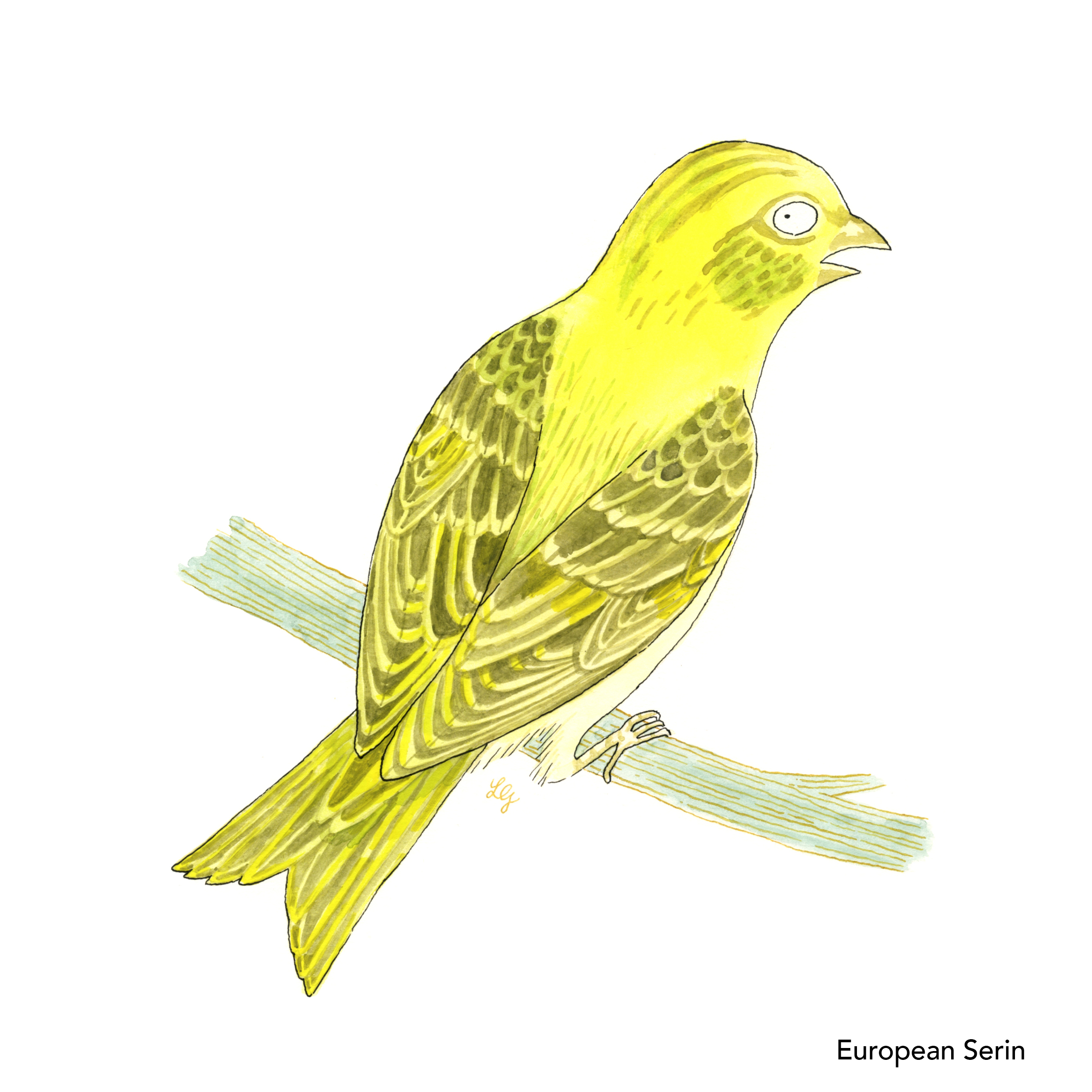Songbird Postcard Set No.1 - Image 5