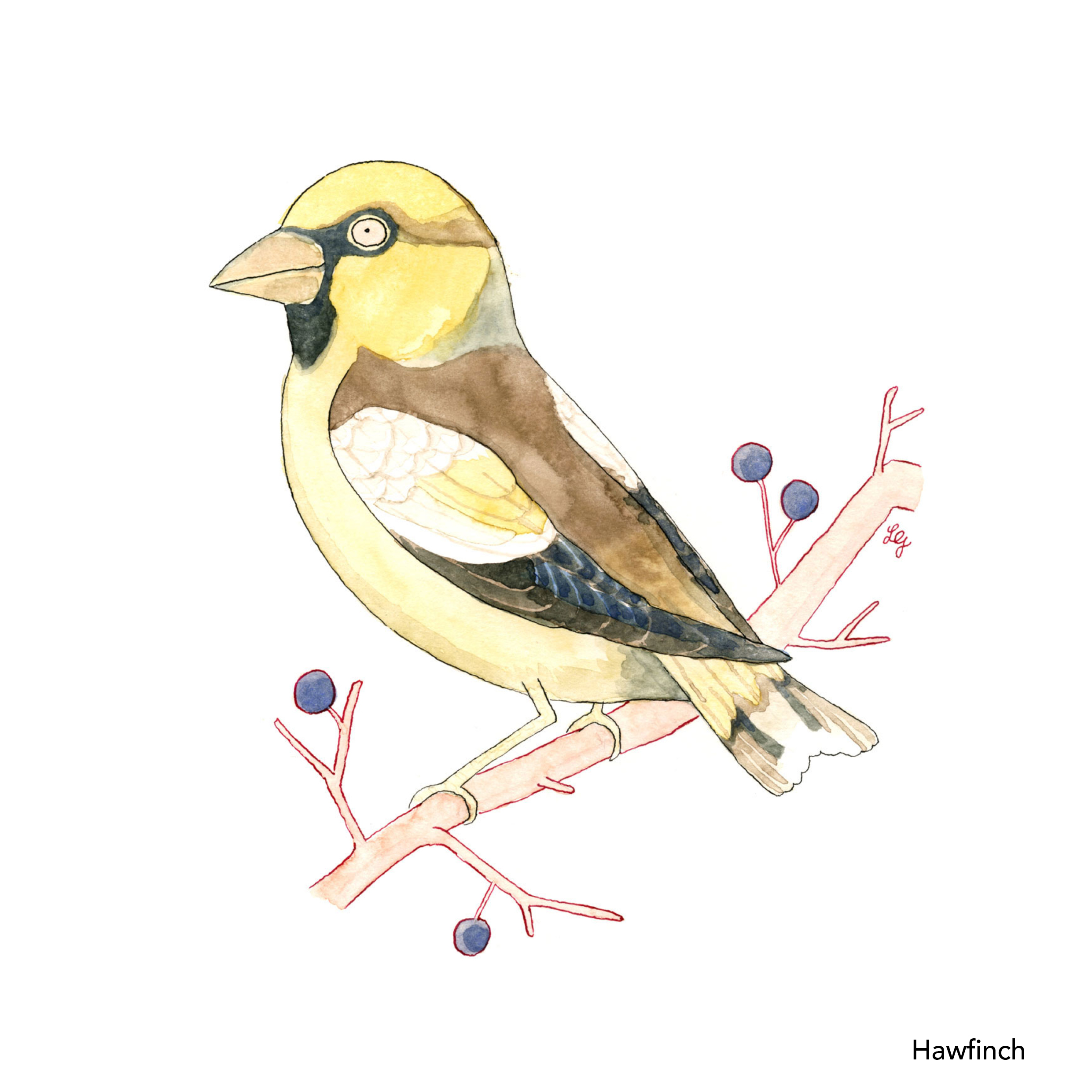 Songbird Postcard Set No.4 - Image 4