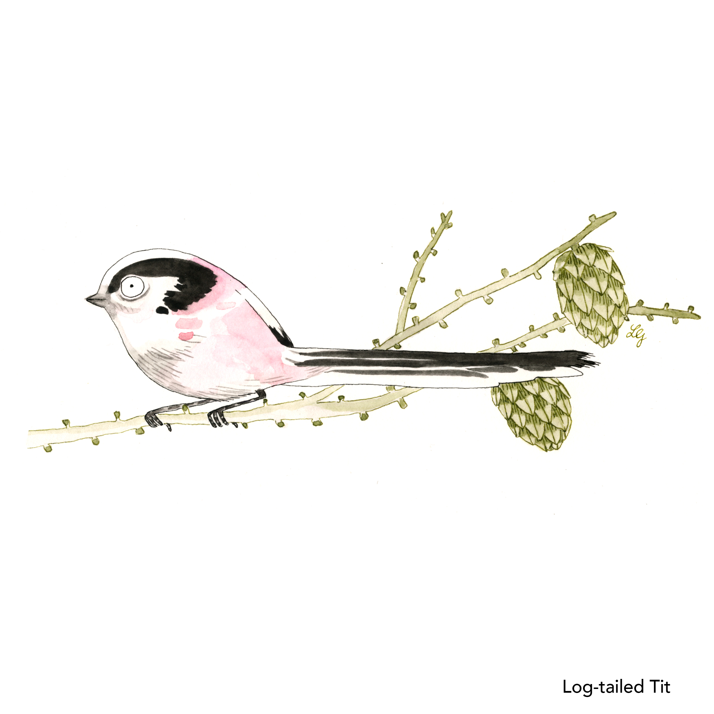 Songbird Postcard Set No.4 - Image 5