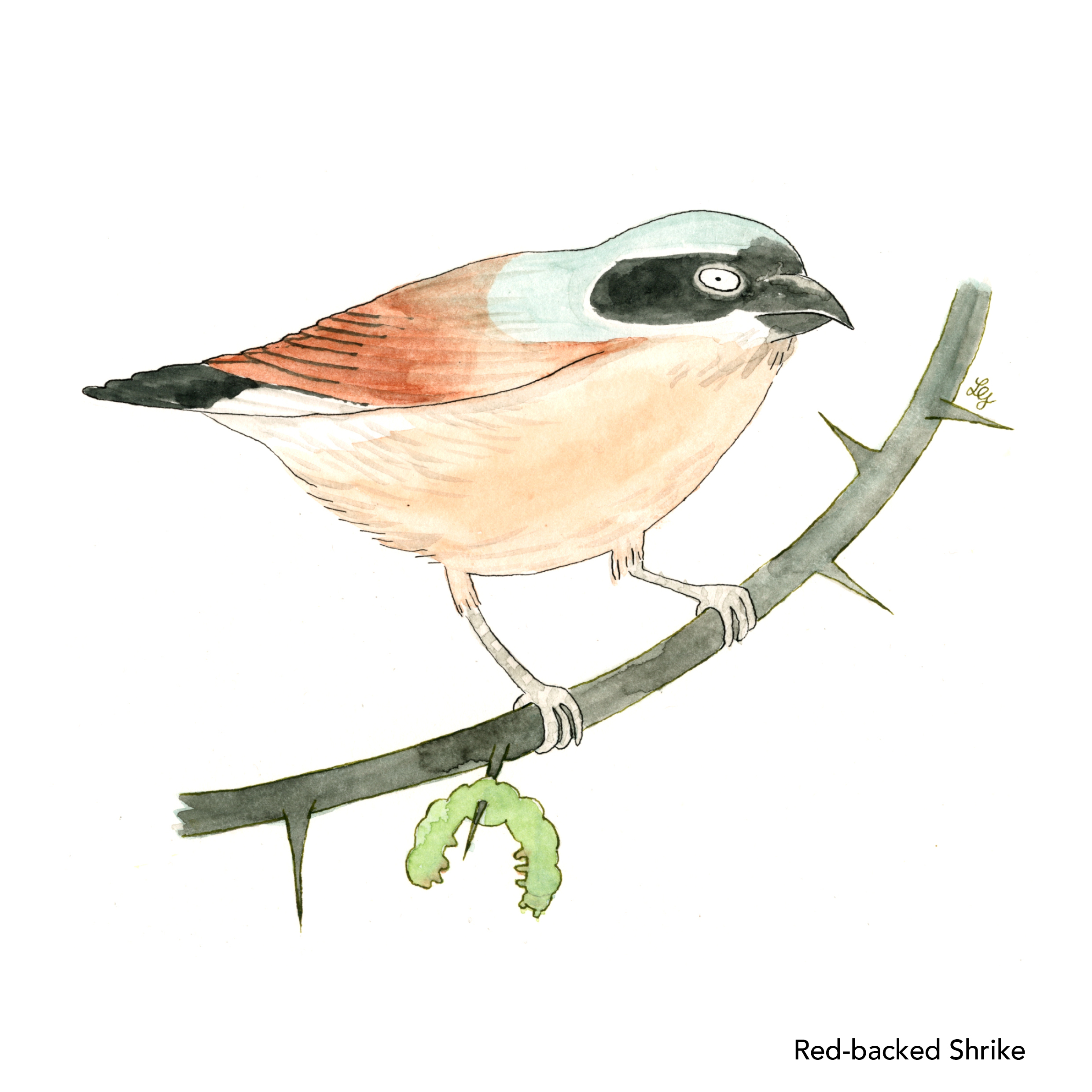 Songbird Postcard Set No.4 - Image 2