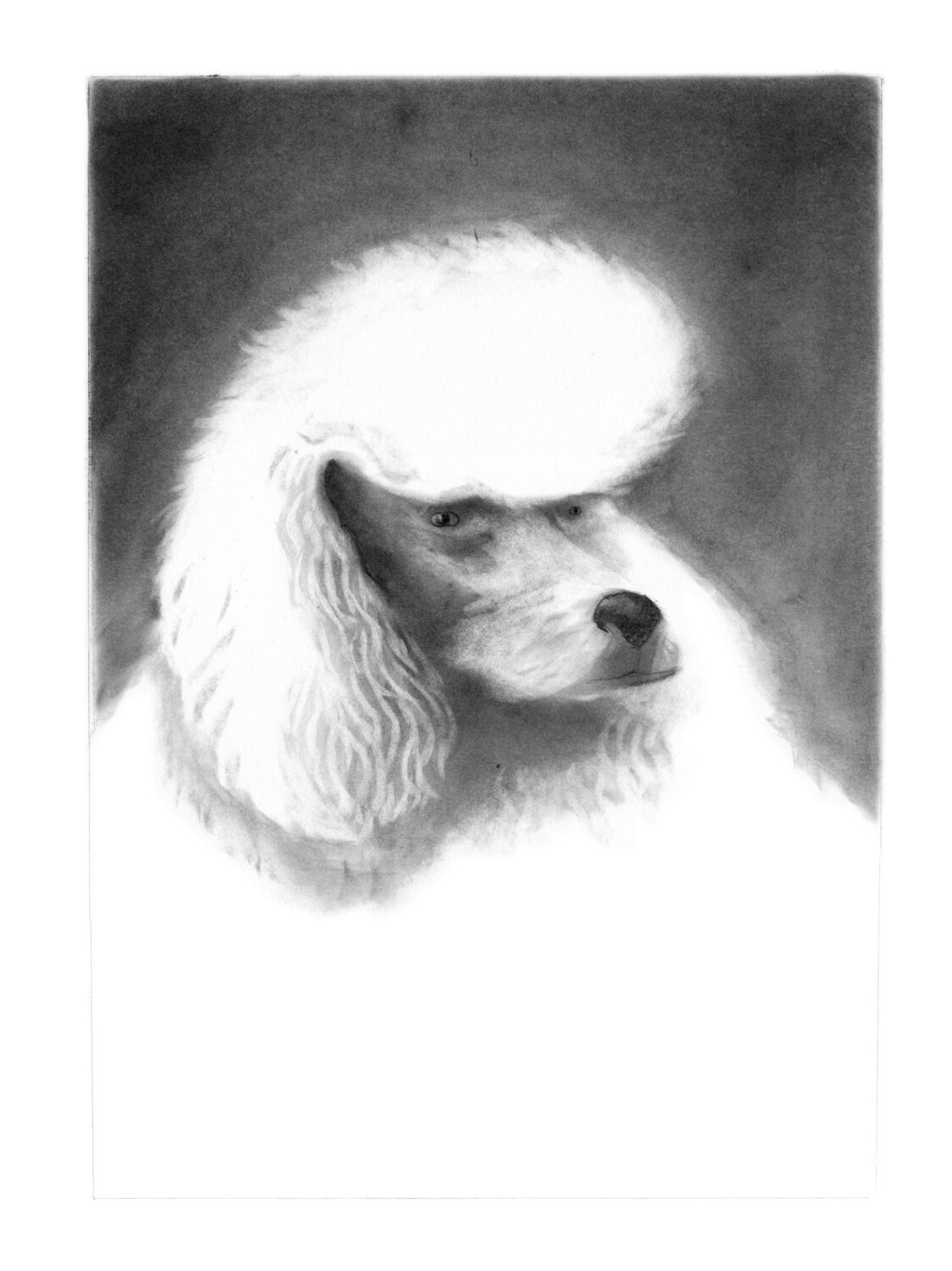White Poodle Postcard - Image 2