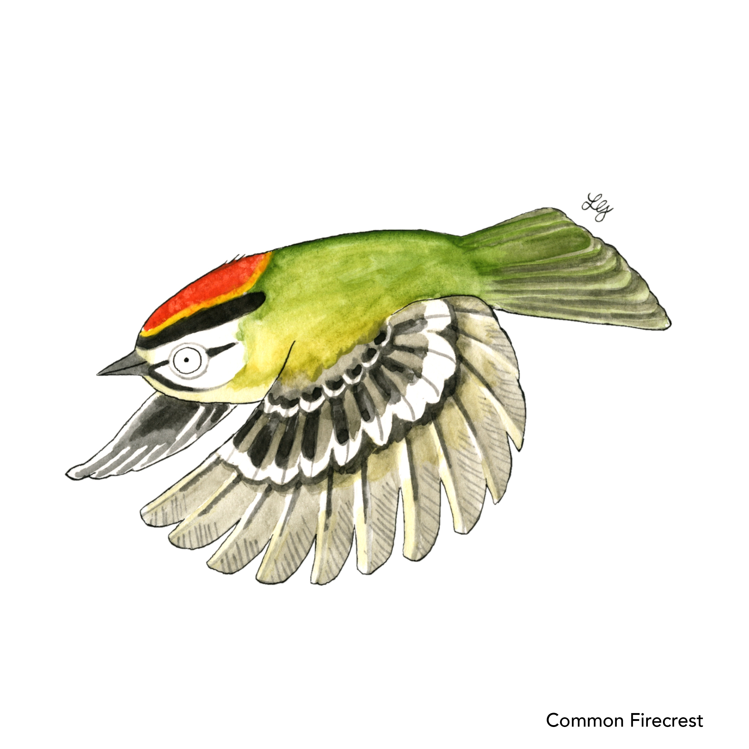 Songbird Postcard Set No.2 - Image 4