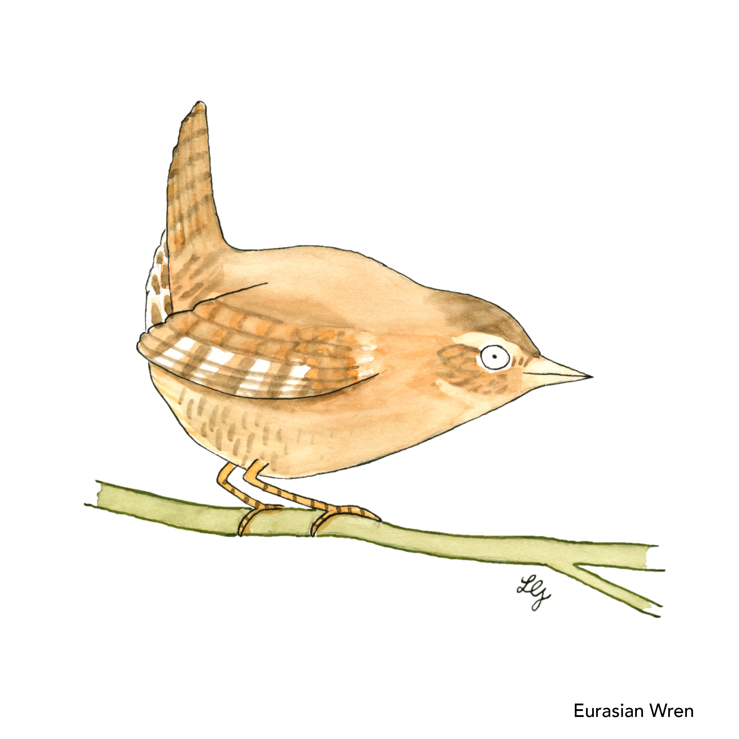 Songbird Postcard Set No.3 - Image 4