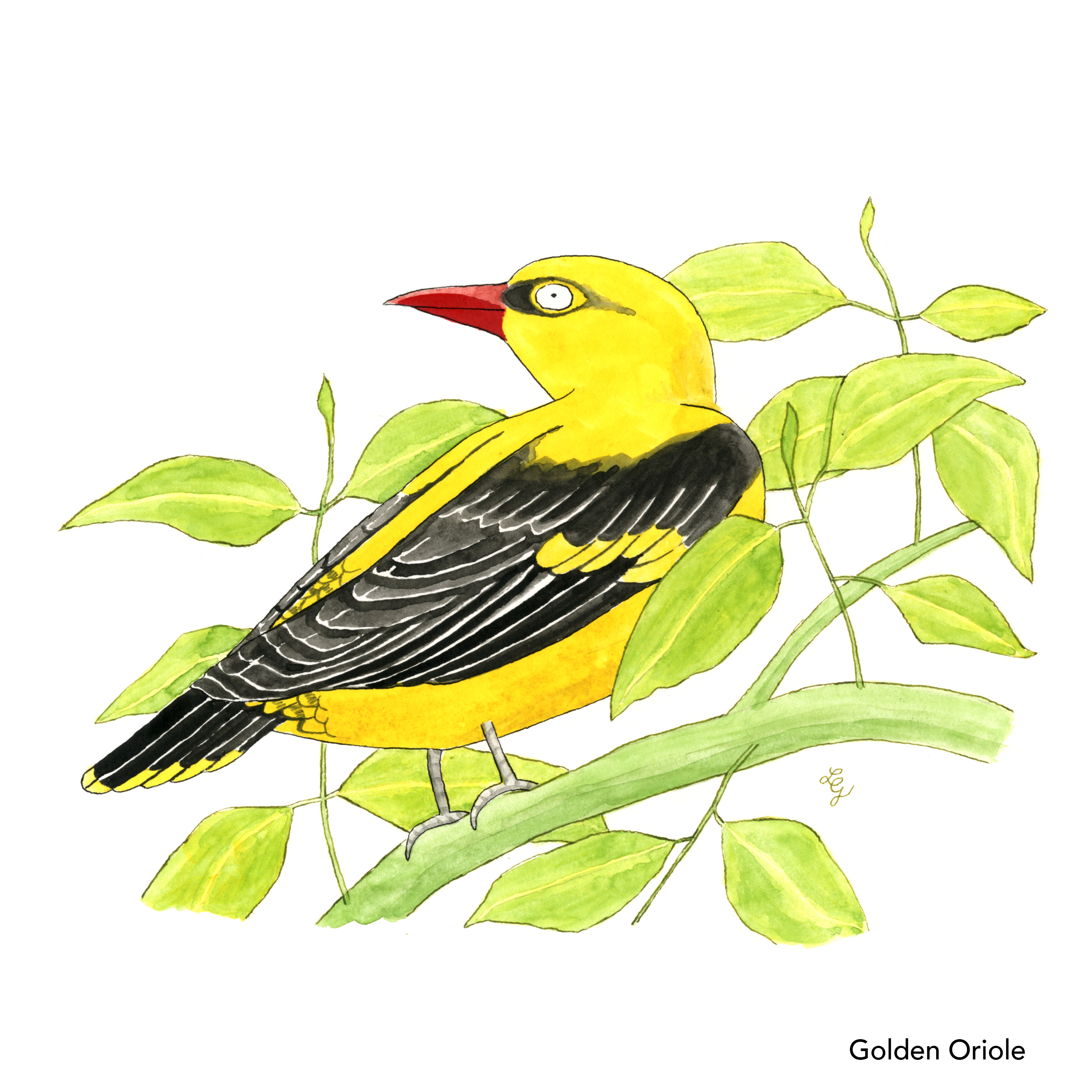 Songbird Postcard Set No.3 - Image 3