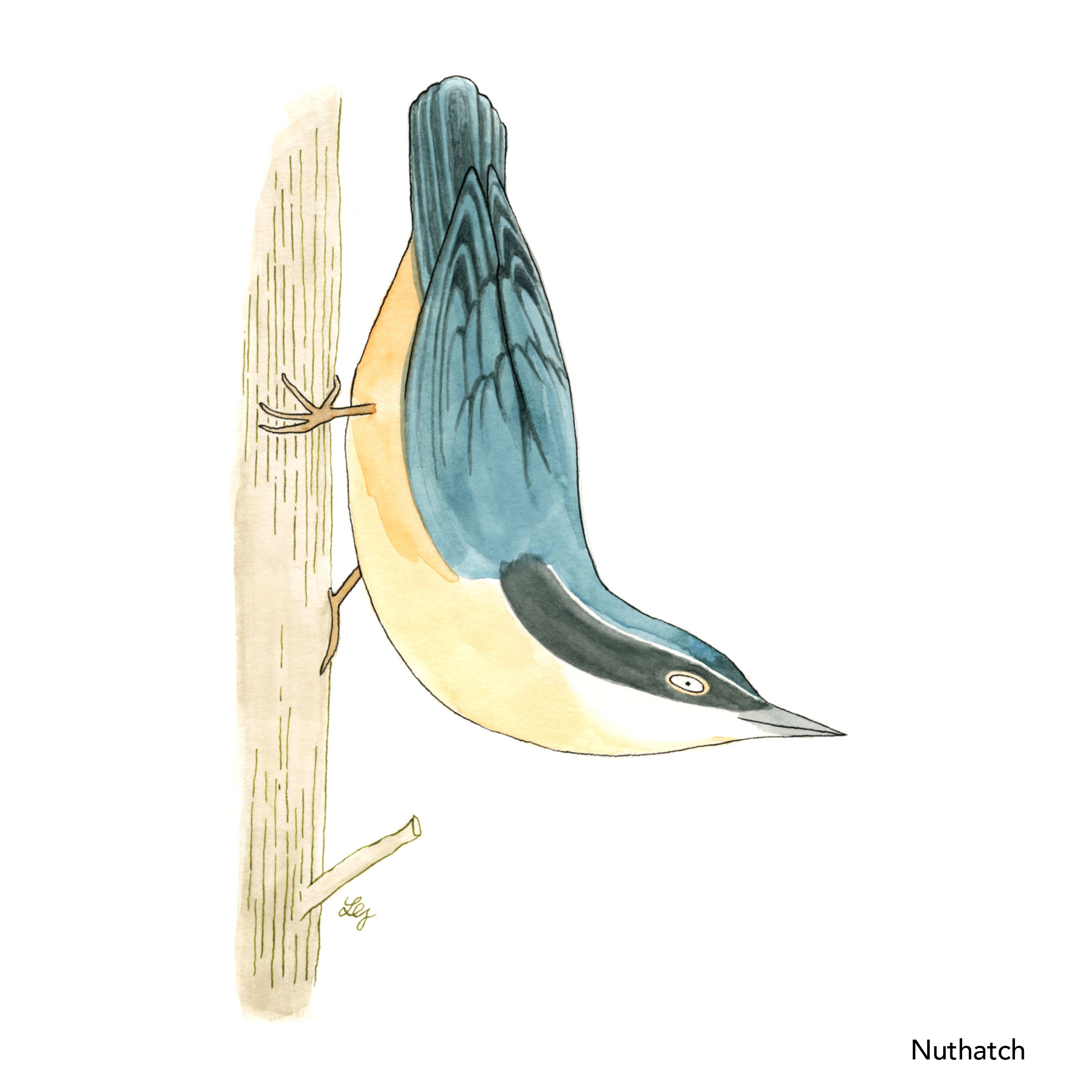 Songbird Postcard Set No.2 - Image 2