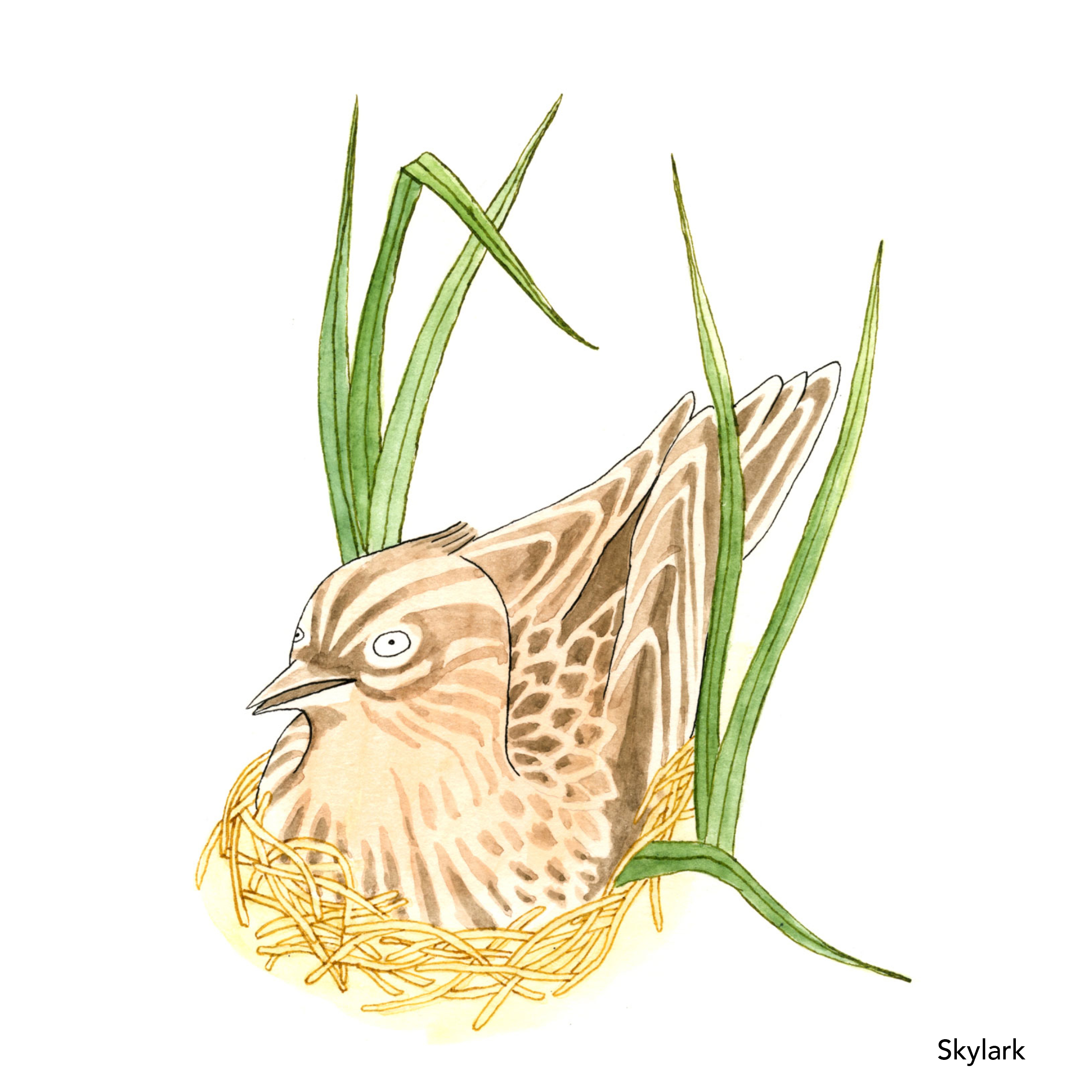 Songbird Postcard Set No.2 - Image 5