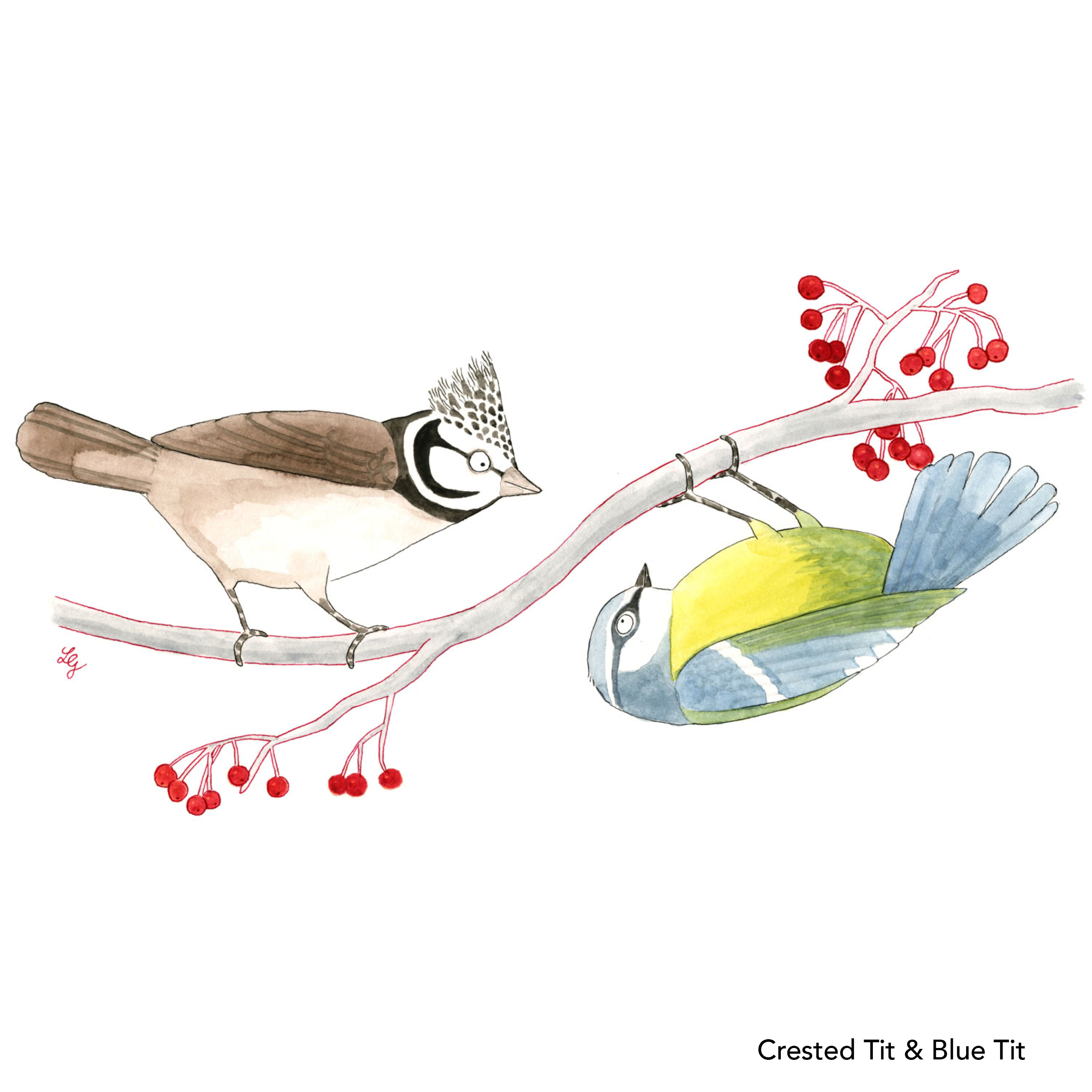 Songbird Postcard Set No.2 - Image 3